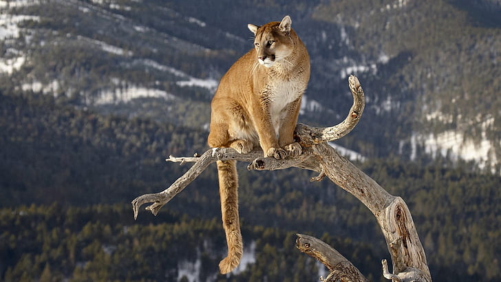 Cougar Puma Mountain Lion HD สัตว์ภูเขาสิงโตเสือภูเขาเสือพูมา, วอลล์เปเปอร์ HD