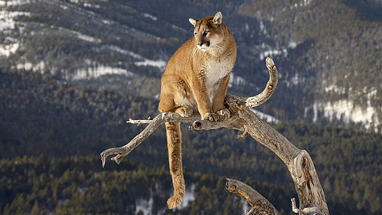 Puma Puma Mountain Lion HD, djur, berg, lejon, puma, puma, HD tapet HD wallpaper