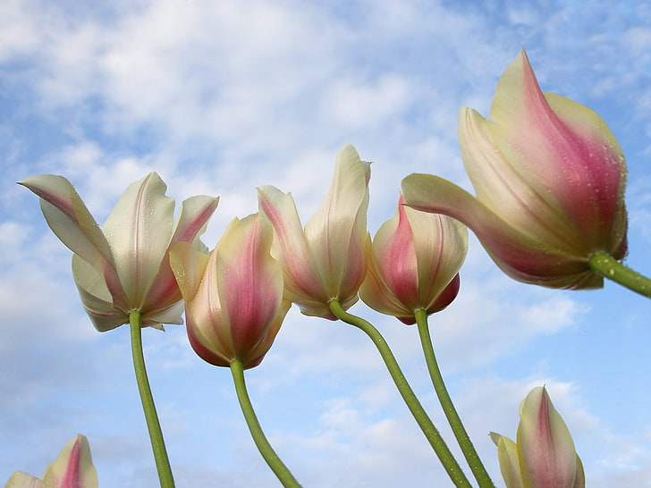 Tulipani da giù sotto, da, sotto, tulipani, giù, Sfondo HD
