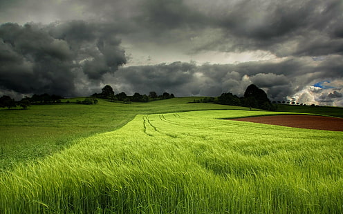 الحقول الخضراء الصيفية ، السماء الملبدة بالغيوم ، العشب الأخضر ، الصيف ، الأخضر ، الحقول ، غائم ، السماء، خلفية HD HD wallpaper