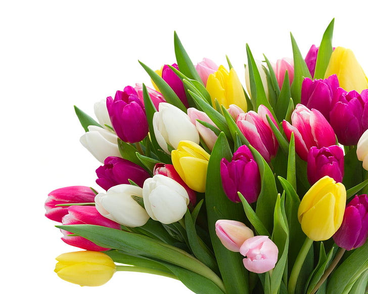 Цветы, тюльпан, букет, красочные, цвета, природа, фиолетовый цветок, белый цветок, желтый цветок, HD обои