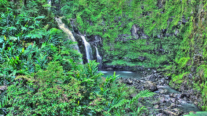 tropical water, tropical forest, Hawaii, isle of Maui, Maui, palm trees, beach, waterfall, HD wallpaper