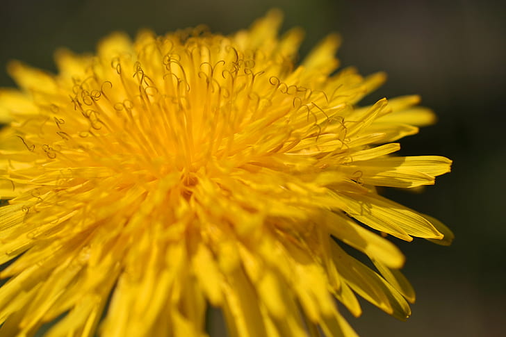 фотография на жълто цвете, глухарче, глухарче, глухарче, жълто, цвете, фотография, природа, близък план, растение, макро, венчелистче, единично цвете, HD тапет