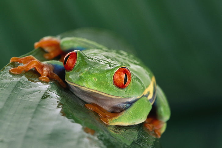 red-eyed tree frog, frog, eyes, leaf, wet, HD wallpaper