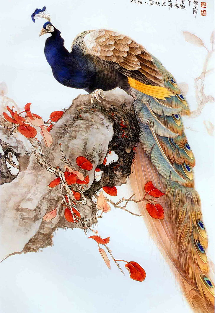 peacocks drawing, HD wallpaper