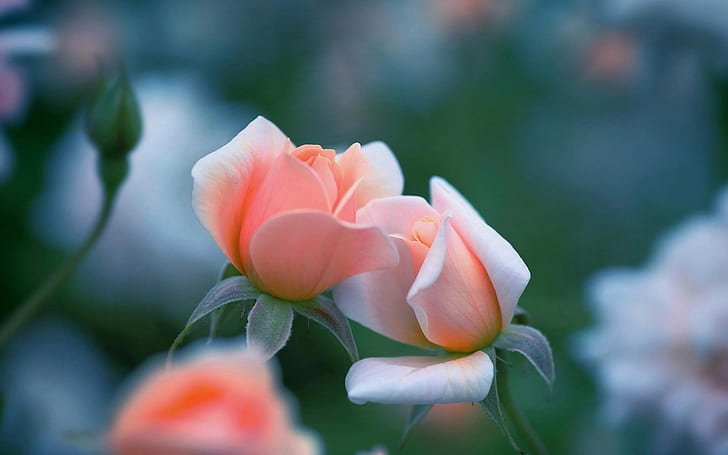 Bunga mawar merah muda, bokeh, Merah muda, Mawar, Bunga, Bokeh, Wallpaper HD