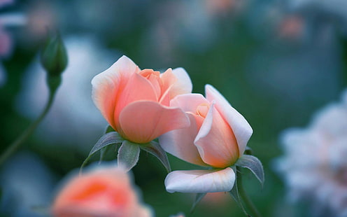 Розовые розы цветы, боке, розовый, роза, цветы, боке, HD обои HD wallpaper