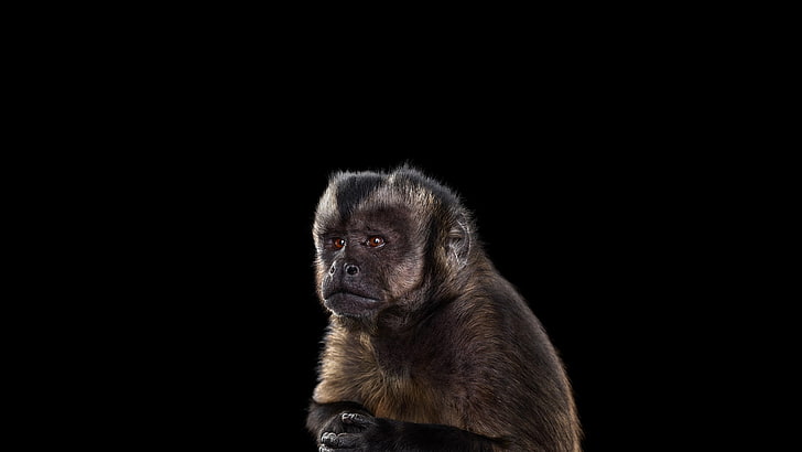 коричневая обезьяна, фотография, млекопитающие, обезьяна, простой фон, HD обои