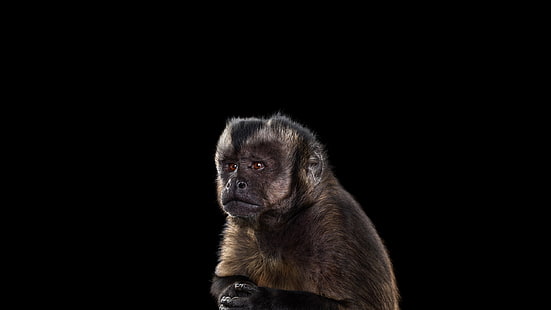 кафява маймуна, фотография, бозайници, маймуна, прост фон, HD тапет HD wallpaper