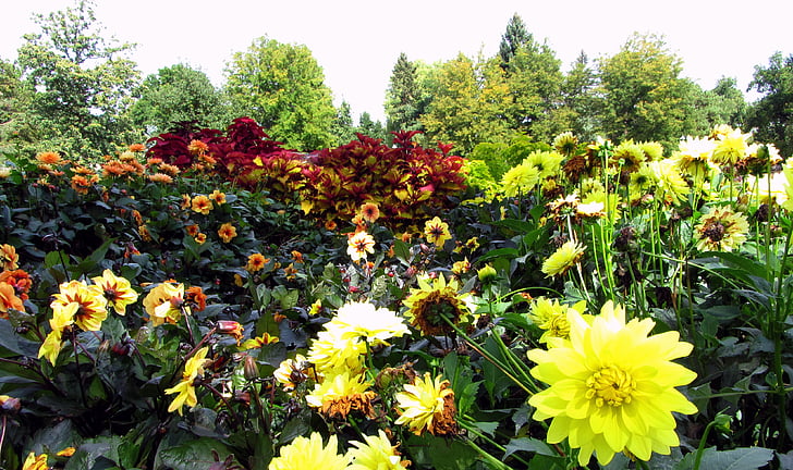 Blumengarten, HD-Hintergrundbild