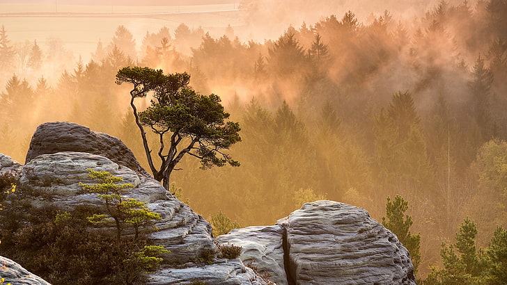 acantilado de roca gris, naturaleza, paisaje, montañas, árboles, roca, niebla, bosque, puesta de sol, rayos de sol, Fondo de pantalla HD
