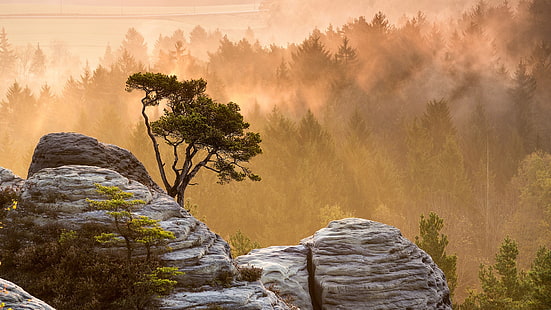 acantilado de roca gris, naturaleza, paisaje, montañas, árboles, roca, niebla, bosque, puesta de sol, rayos de sol, Fondo de pantalla HD HD wallpaper