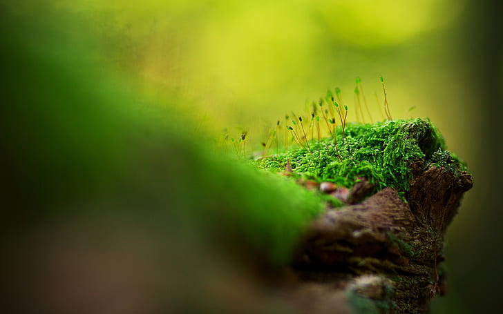 Beautiful tree moss, green moss, HD wallpaper