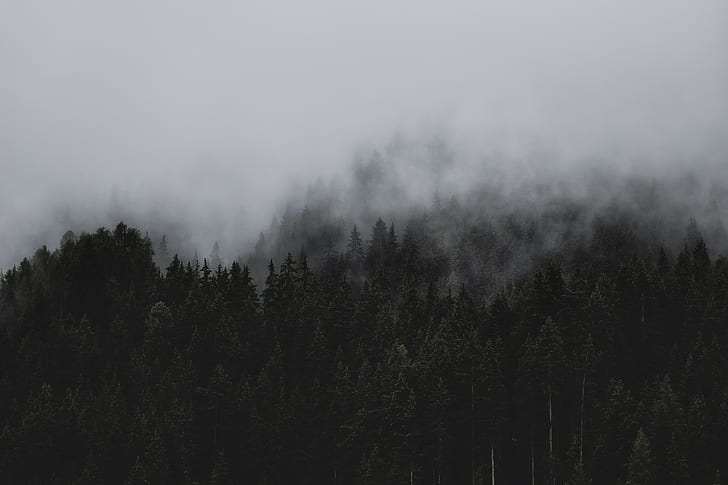 kabut, pohon pinus, pemandangan, alam, Wallpaper HD