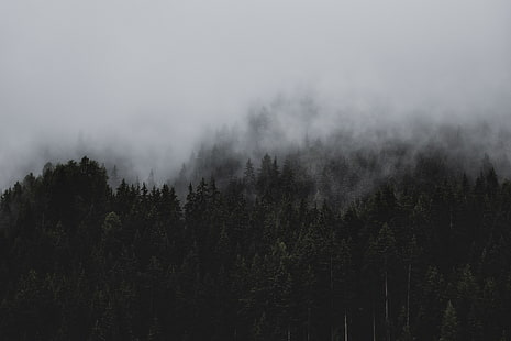 névoa, pinheiros, paisagem, natureza, HD papel de parede HD wallpaper