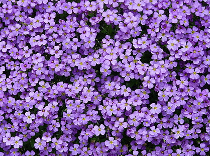 ดอกไม้ Aubrieta, ธรรมชาติ, ดอกไม้, สีน้ำเงิน, มีสีสัน, ดอกไม้, สวย, สีม่วง, ฤดูใบไม้ผลิ, สวน, พืช, ดอก, สีม่วง, ไม้ประดับ, brassicaceae, aubrieta, aubrietien, วอลล์เปเปอร์ HD HD wallpaper