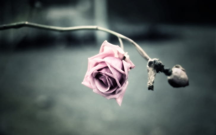 Bunga merah muda, mawar, kelopak, latar belakang blur, Merah Muda, Bunga, Mawar, kelopak, Kabur, Latar Belakang, Wallpaper HD