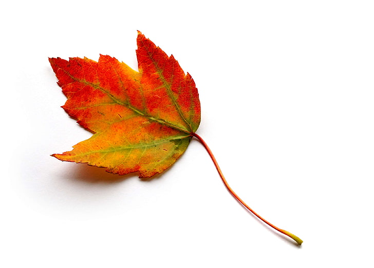 الخريف ، ألوان الخريف ، أوراق الخريف ، أوراق القيقب ، أوراق القيقب، خلفية HD