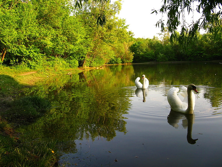 zwei weiße Schwäne, Wald, der Himmel, Bäume, Teich, Park, Vogel, Schwan, HD-Hintergrundbild