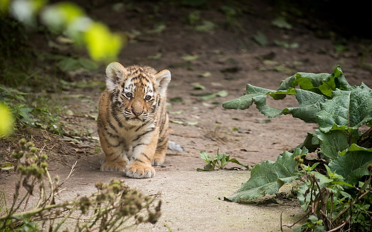 braunes und schwarzes Tigerjunges, Tiere, Tiger, HD-Hintergrundbild
