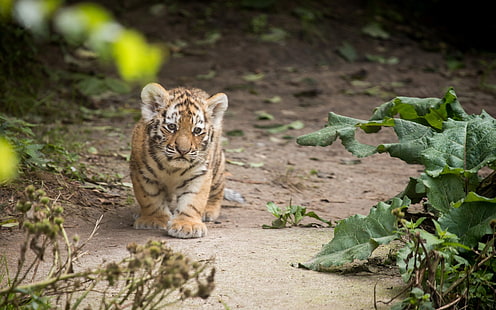 brown and black tiger cub, animals, tiger, HD wallpaper HD wallpaper