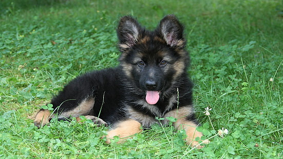 black puppy, puppies, dog, German Shepherd, animals, clovers, HD wallpaper HD wallpaper
