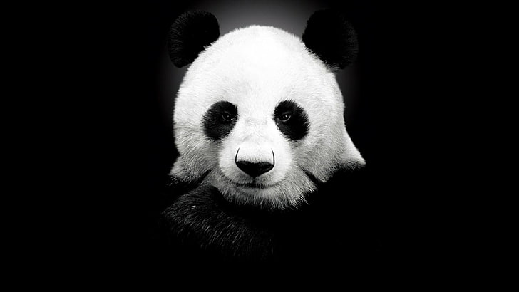 panda wallpaper, panda, einfarbig, weiß, schwarz, einfach, schwarzer hintergrund, tiere, betrachter betrachten, HD-Hintergrundbild