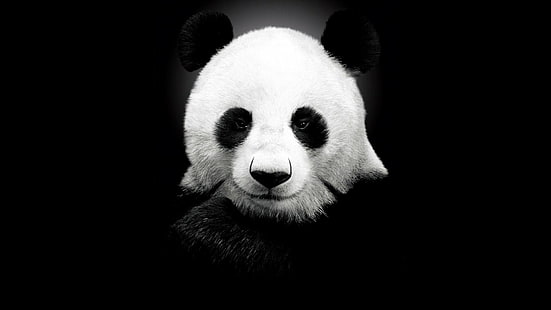 خلفية الباندا ، الباندا ، أحادية اللون ، أبيض ، أسود ، بسيط ، خلفية سوداء ، حيوانات ، تنظر إلى العارض، خلفية HD HD wallpaper
