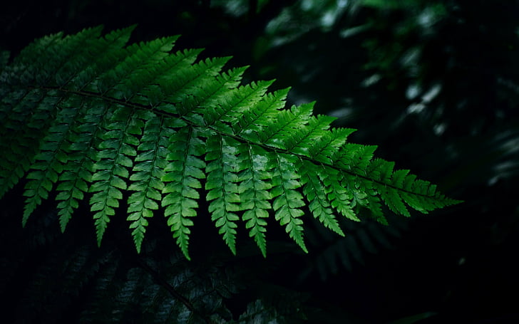 ferns, HD wallpaper