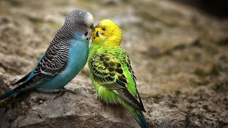 Birds Kiss HD, два волнистых попугайчика, животные, птицы, поцелуй, HD обои