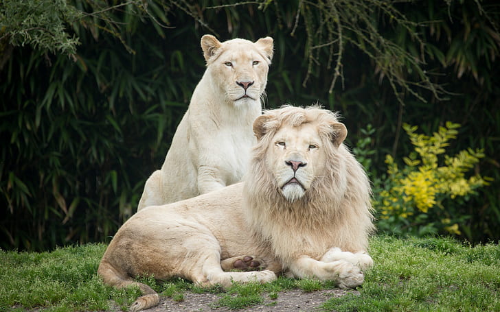 Weiße Löwen, 1 Löwe und 1 Löwin, weiße Löwen, Löwe, Löwin, Katze, Gras, Paar, HD-Hintergrundbild