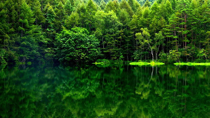 Hutan hijau.., Wallpaper HD