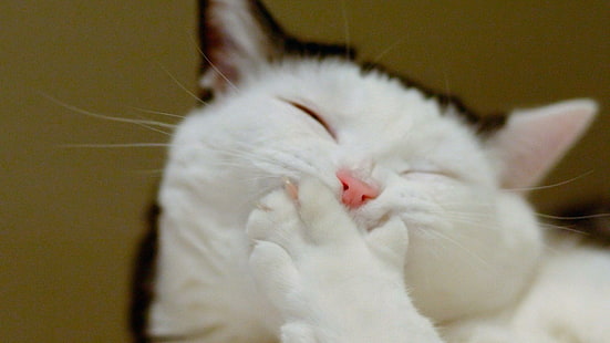 Lol Cat, chat blanc et noir, drôle, animaux, Fond d'écran HD HD wallpaper