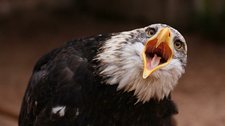 Eagle screaming, white and black eagle, animals, 1920x1080, bird, eagle, HD wallpaper