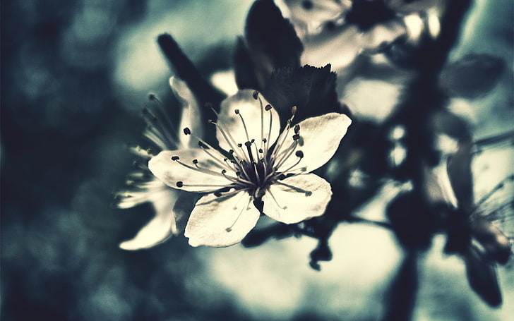 вишневые цвета фото в оттенках серого, фото крупным планом фото с белыми лепестками, природа, цветы, макро, растения, HD обои