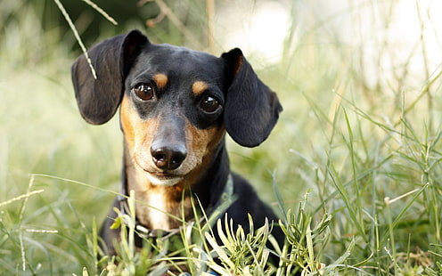 adult black and tan dachshund, look, dog, Dachshund, HD wallpaper HD wallpaper