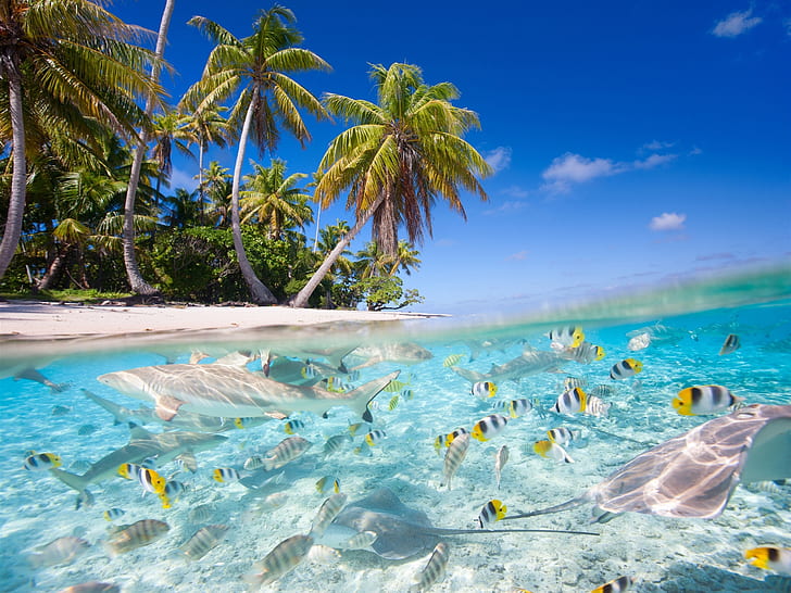 Tropical scenery, sea, beach, palm trees, fish, sharks, Tropical, Scenery, Sea, Beach, Palm, Trees, Fish, Sharks, HD wallpaper