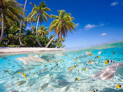 Тропический пейзаж, море, пляж, пальмы, рыба, акулы, тропический, пейзаж, море, пляж, пальмы, деревья, рыба, акулы, HD обои HD wallpaper
