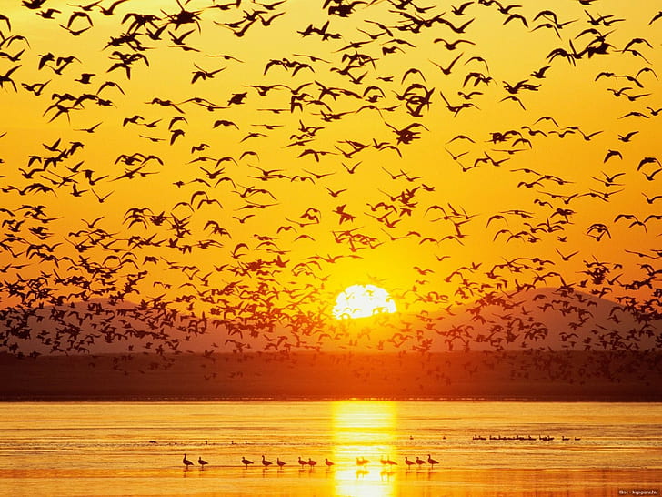 animaux, oiseaux, coucher de soleil, silhouette, rivière, Fond d'écran HD