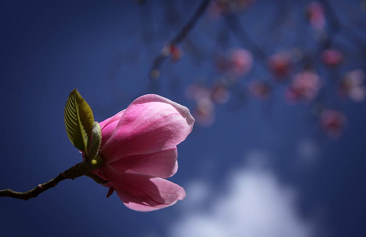 fotografi fokus selektif dari bunga petaled merah muda, fokus selektif, fotografi, pink, bunga, bluesky, sinar matahari, musim semi, magnolia, mekar, alam, Warna pink, daun bunga, tanaman, Kepala bunga, cabang, blossom, Wallpaper HD