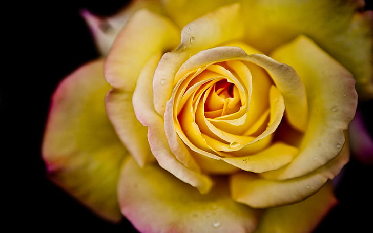 Yellow Rose Dew Awesome, yellow, rose, awesome, HD wallpaper