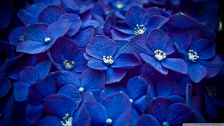bunga, hydrangea, makro, bunga biru, tanaman, Wallpaper HD