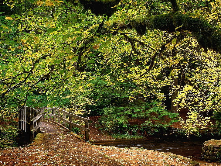 brown wooden bridge, park, trees, wood, river, bridge, autumn, leaves, HD wallpaper