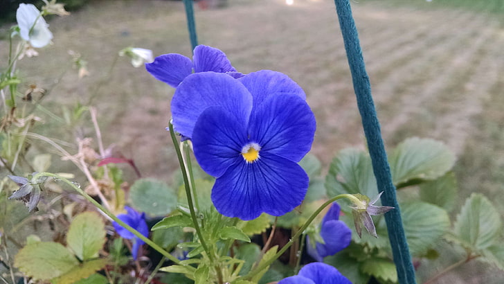blue, dark, flower, indigo, purple, HD wallpaper
