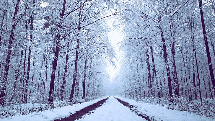 ถนนที่เคลือบด้วยหิมะระหว่างภาพถ่ายต้นไม้, WP, Pro, ถนน, เคลือบ, หิมะ, ระหว่าง, ต้นไม้, ภาพถ่าย, Nokia Lumia 1020, Pureview, WindowsPhone, WInter, Microsoft, Schleswig-Holstein, Schnee, Wald, ต้นไม้, ป่า, ธรรมชาติ, ฤดู, น้ำค้างแข็ง, เย็น - อุณหภูมิ, กิจกรรมกลางแจ้ง, ภูมิทัศน์, สภาพอากาศ, ป่าไม้, วอลล์เปเปอร์ HD
