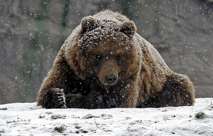 binatang, beruang, Wallpaper HD