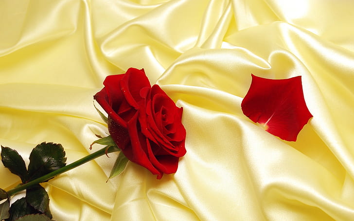 Red Rose For You On Silk Orginal, HD wallpaper