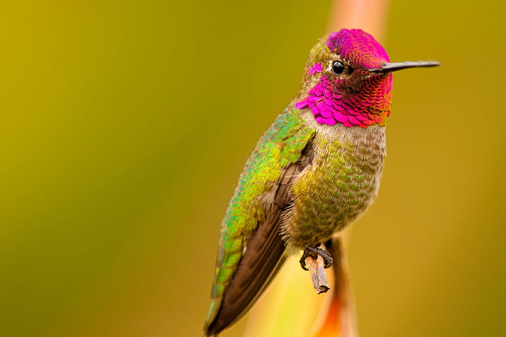 green and pink bird perched on stem closeup photography, Carnaval, green, pink, stem, closeup photography, hummingbird, Nature Photography, Bird, Colibri, animal, wildlife, nature, iridescent, multi Colored, beak, feather, hovering, aviary, HD wallpaper