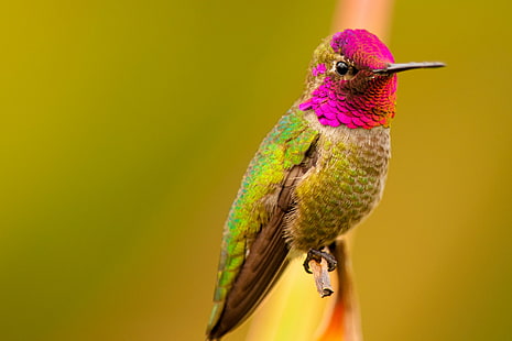 green and pink bird perched on stem closeup photography, Carnaval, green, pink, stem, closeup photography, hummingbird, Nature Photography, Bird, Colibri, animal, wildlife, nature, iridescent, multi Colored, beak, feather, hovering, aviary, HD wallpaper HD wallpaper