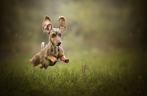 гладкошерстная такса щенок, собака, животные, природа, прыжки, HD обои HD wallpaper